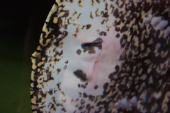 Potamotrygon leopoldi