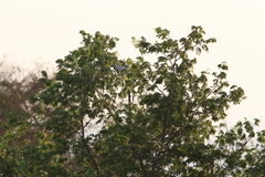 Leucopsar rothschildi