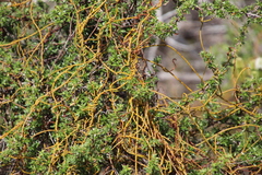 Cliffortia tridentata