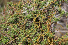 Cliffortia tridentata