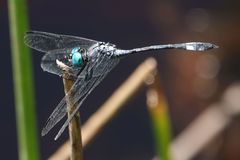 Micrathyria catenata