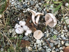 Clitocybe dealbata
