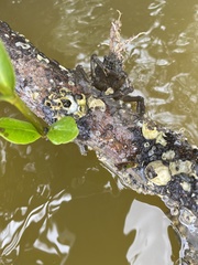 Amphibalanus eburneus