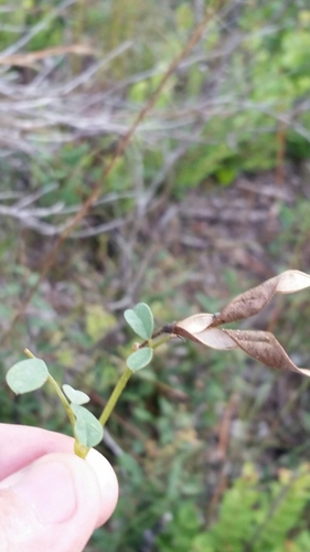 Image of Tephrosia rugelii by (c) Jay Horn, some rights reserved (CC BY)