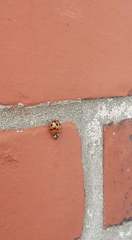 Harmonia axyridis