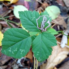 Stigmella villosella