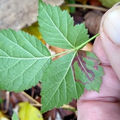 Stigmella villosella