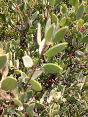 Arctostaphylos bakeri