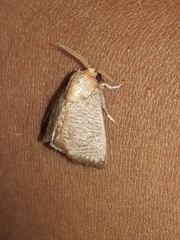 Natada michorta