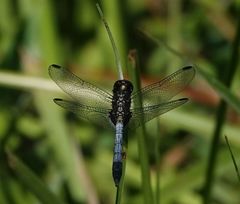 Erythrodiplax avittata