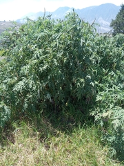 Ambrosia arborescens