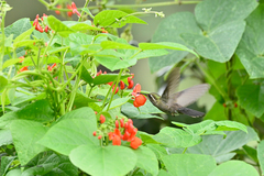 Lampornis amethystinus