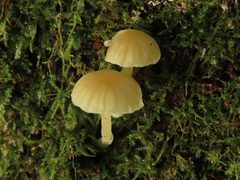 Chrysomphalina grossula