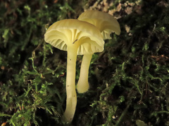 Chrysomphalina grossula