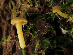 Chrysomphalina grossula