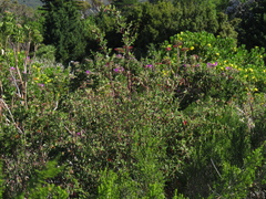 Cotoneaster glaucophyllus