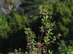 Cotoneaster glaucophyllus