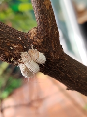 Icerya