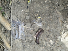 Ommatoiulus diplurus