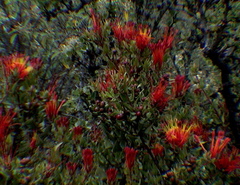 Tristerix chodatianus