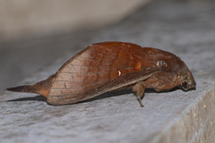 Suana concolor