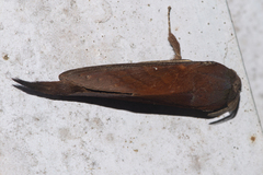 Suana concolor