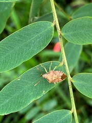 Supputius cincticeps