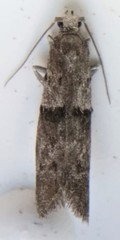 Sciota subfuscella