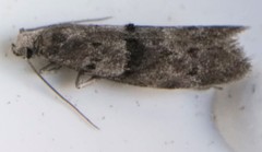 Sciota subfuscella