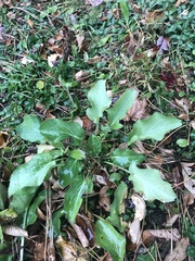 Eryngium planum