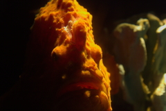 Fowlerichthys ocellatus