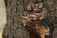 Phellinus chrysoloma