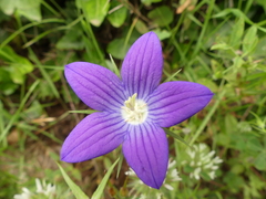 Campanula ramosissima