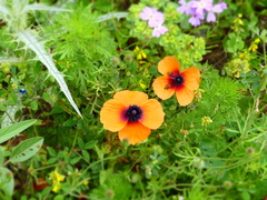 Papaver apulum