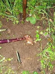 Plasmodiophora brassicae