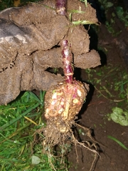 Plasmodiophora brassicae