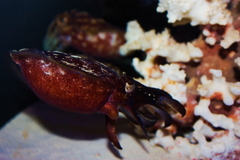 Sepia bandensis