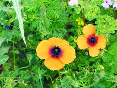 Papaver apulum