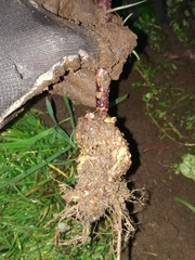 Plasmodiophora brassicae