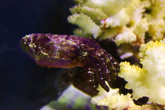 Sepia bandensis