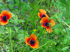 Papaver apulum