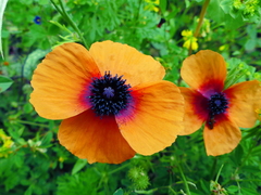 Papaver apulum