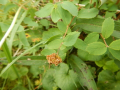 Spiraea beauverdiana