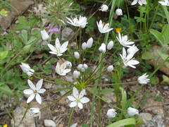 Allium subhirsutum