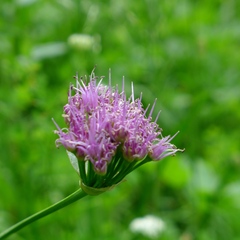 Allium validum