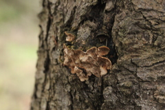 Phellinus chrysoloma