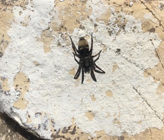 Latonigena auricomis
