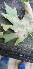 Dasineura communis