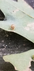 Dasineura communis