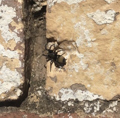 Latonigena auricomis
